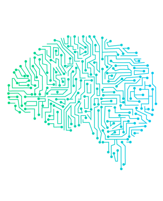 brain